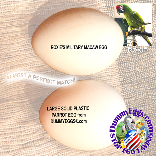 Two eggs are displayed with the text overlay. The top egg is labeled Roxie's Military Macaw Egg. Below is a slightly larger egg labeled Large Solid Plastic Parrot Egg from DummyEggs.com. A small image of a green Military Macaw labeled Roxie is in the top right corner. The DummyEggs.com logo with STOP EGG LAYING is at the bottom right.