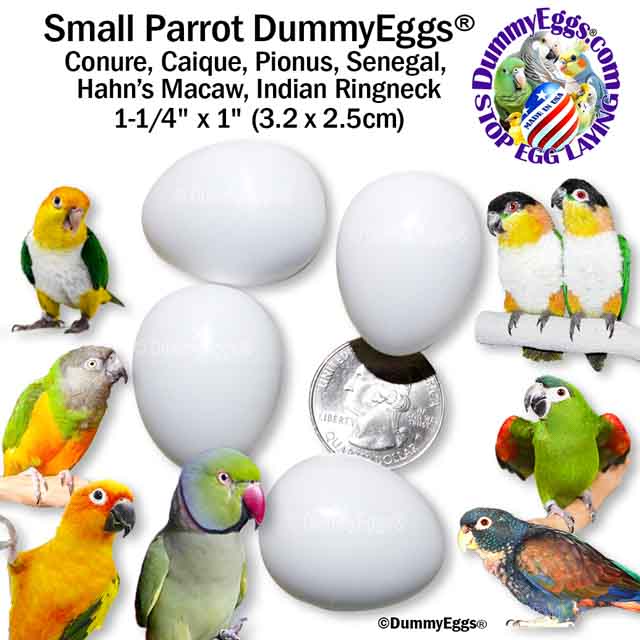 Image shows 4 white small parrot dummy eggs. A Sun Conure, Caique, Pionus, Senegal, Hahn's Macaw, & Indian Ringneckare shown. 1-1/4 x 1 inch (3.2 x 2.5cm) are given as dimensions with a US quarter shown for size comparison.