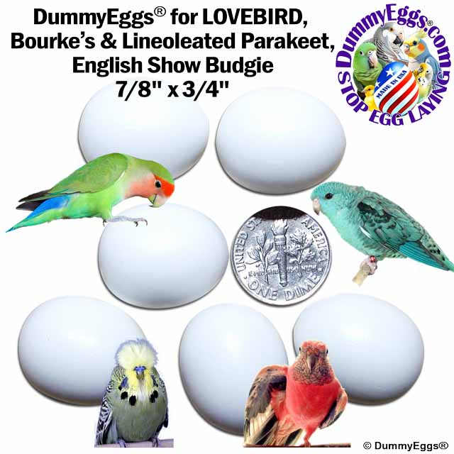 A promotional image for DummyEggs showcases six white eggs with a U.S. dime for scale, labeled as 7/8 x 3/4. Featured birds include a lovebird, Bourke's parakeet, lineolated parakeet, and an English show budgie. The DummyEggs logo and text are prominently displayed.