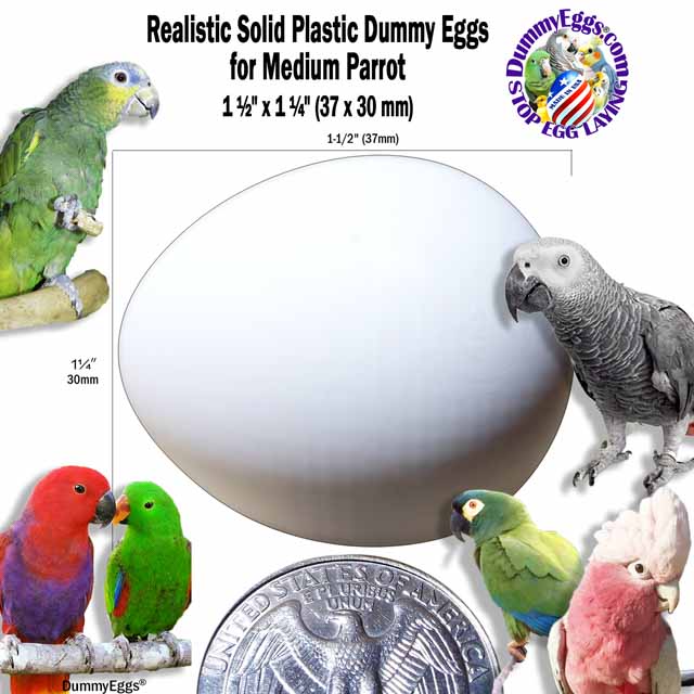 An image shows a large white plastic dummy egg labeled Realistic Solid Plastic DummyEggs for Medium Parrot 1-1/2 x 1-1/4 inch (37 x 30 mm). An African Gray, Eclectus, Amazon Parrot and small Galah Cockatoo surround the egg, with a U.S. quarter at the bottom for scale.