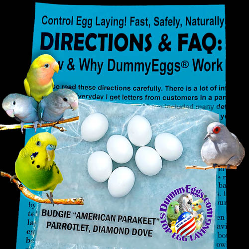 An advertisement featuring four colorful Budgie Parakeets, Parrotlets and Diamond Doves around a cluster of 7 white dummy eggs, with text explaining the use of dummyeggs to control egg laying in birds, set against a bright blue instruction sheet and a black background.