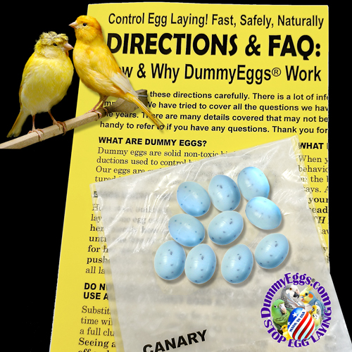 Plastic dummy eggs for Canary featuring 2 yellow canaries on a perch, images of 10 small speckled blue plastic dummy eggs, against a bright yellow directions sheet on how to use dummy eggs to stop egg laying, dummyeggs.com logo and black background