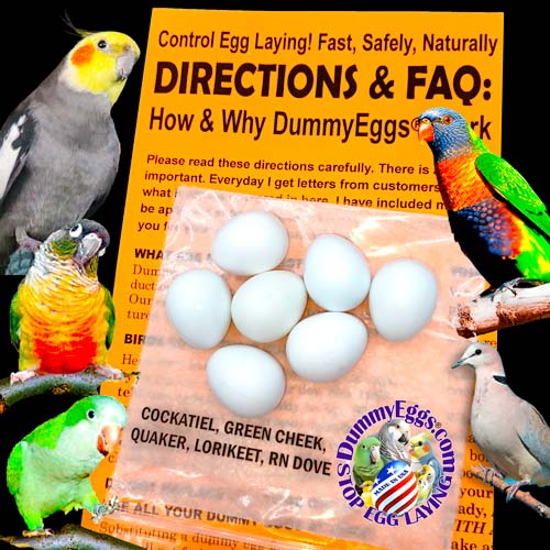 7 Plastic dummy eggs for Cockatiels, Green Cheek Conures, Quaker Parrots, Lorikeets, and Ringneck Doves are shown against an orange paper that says Directions and FAQ, black background, DummyEggs.com logo'