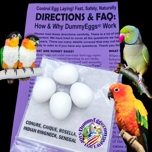 Sun Conure, Caique, Pionus, Senegal, Hahn's Macaw, & Indian Ringneck parrots are shown with a package of 4 dummy eggs and an accompanying faq guide and company logo.