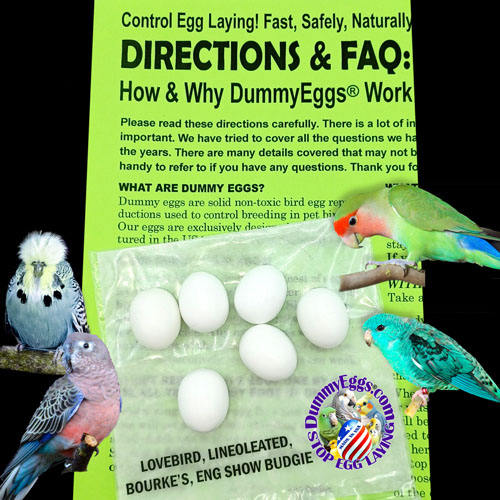 A promotional image for DummyEggs showcases six white eggs with a U.S. dime for scale, labeled as 7/8 x 3/4. Featured birds include a lovebird, Bourke's parakeet, lineolated parakeet, and an English show budgie. The DummyEggs logo and text are prominently displayed.