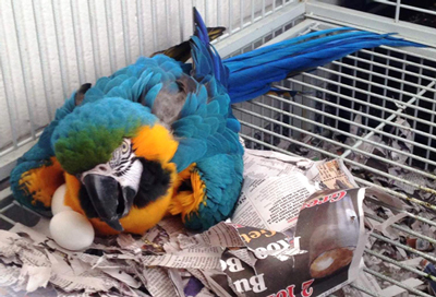 blue and gold macaw with puffed up feathers to cover her two large white eggs